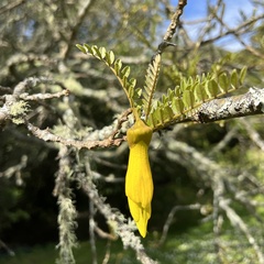 Sophora tetraptera