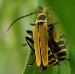 Chauliognathus flavipennis