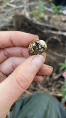 Leucogaster citrinus