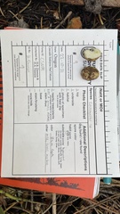 Leucogaster citrinus