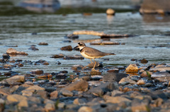 Charadrius placidus