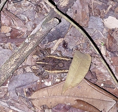 Adenomera chicomendesi