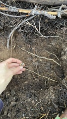 Leucogaster citrinus