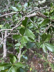 Hyperacanthus amoenus