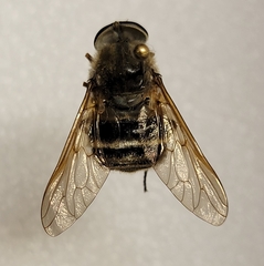 Esenbeckia