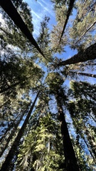 Leucogaster citrinus