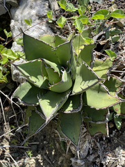 Agave margaritae