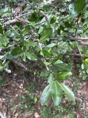 Hyperacanthus amoenus