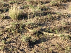 Pseudechis australis