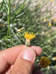 Bebbia juncea juncea