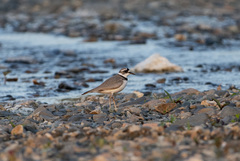 Charadrius placidus