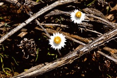 Helichrysum leucopsideum