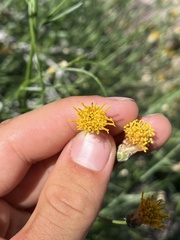 Bebbia juncea juncea