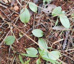 Chiloglottis
