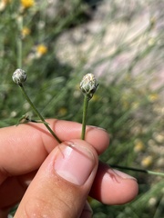 Bebbia juncea juncea