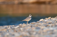 Charadrius placidus