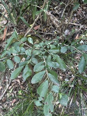 Suregada africana