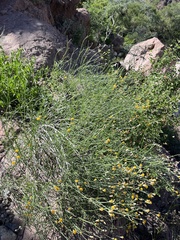 Bebbia juncea juncea