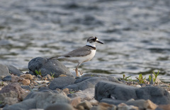 Charadrius placidus