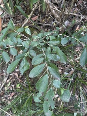 Suregada africana