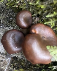 Chroogomphus vinicolor