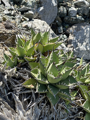Agave margaritae