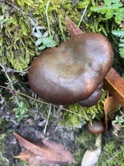 Chroogomphus vinicolor