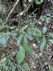 Suregada africana