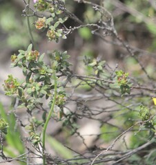 Hibbertia crinita