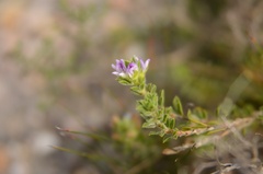 Psoralea decumbens