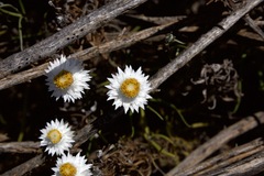 Helichrysum leucopsideum