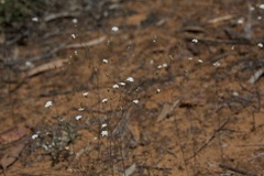 Podolepis capillaris