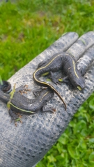 Triturus carnifex