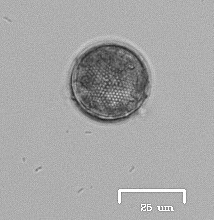 Coscinodiscophycidae