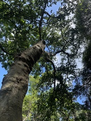 Ficus sycomorus sycomorus