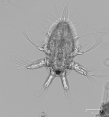 Hexanauplia