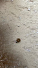 Harmonia axyridis