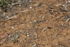 Podolepis capillaris