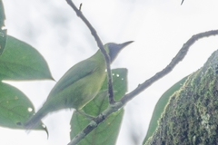 Chloropsis sonnerati