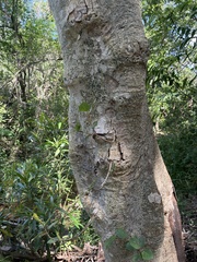 Ficus sycomorus sycomorus