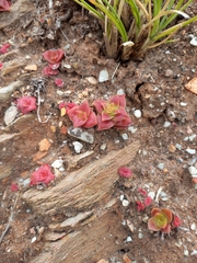 Crassula capitella thyrsiflora