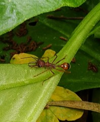 Myrmecia nigriscapa