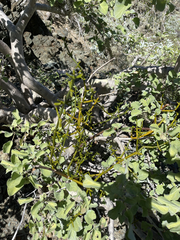 Phoradendron brachystachyum