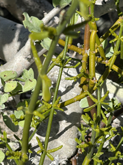 Phoradendron brachystachyum