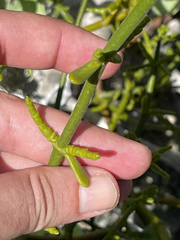 Phoradendron brachystachyum