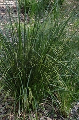 Carex longebrachiata