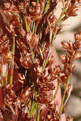Rhodocoma capensis