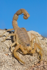 Buthus occitanus