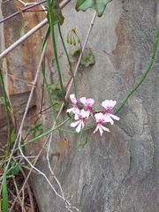 Pelargonium peltatum