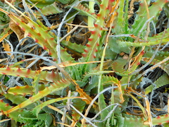 Hechtia glomerata